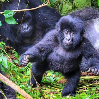 https://www.wildrwandasafaris.com/wp-content/uploads/2020/04/hirwa-gorilla-group.jpg