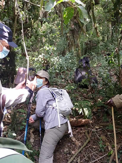 Martin gorilla trekking in Bwindi national park for 1 hour