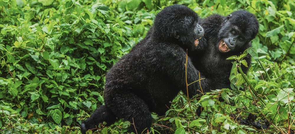 gorillas in Bwindi forest national park