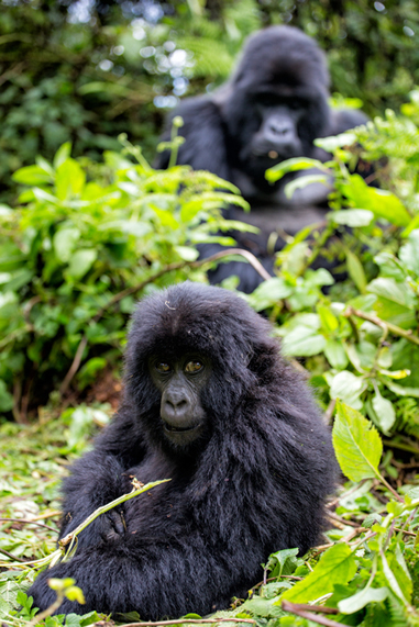 gorillas in Rwanda